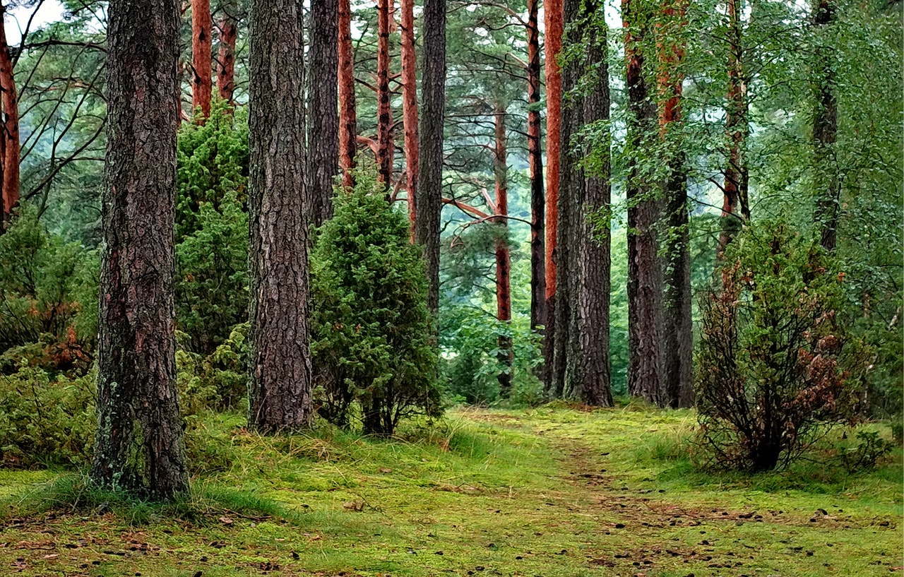 Jak koupit lesní pozemek?